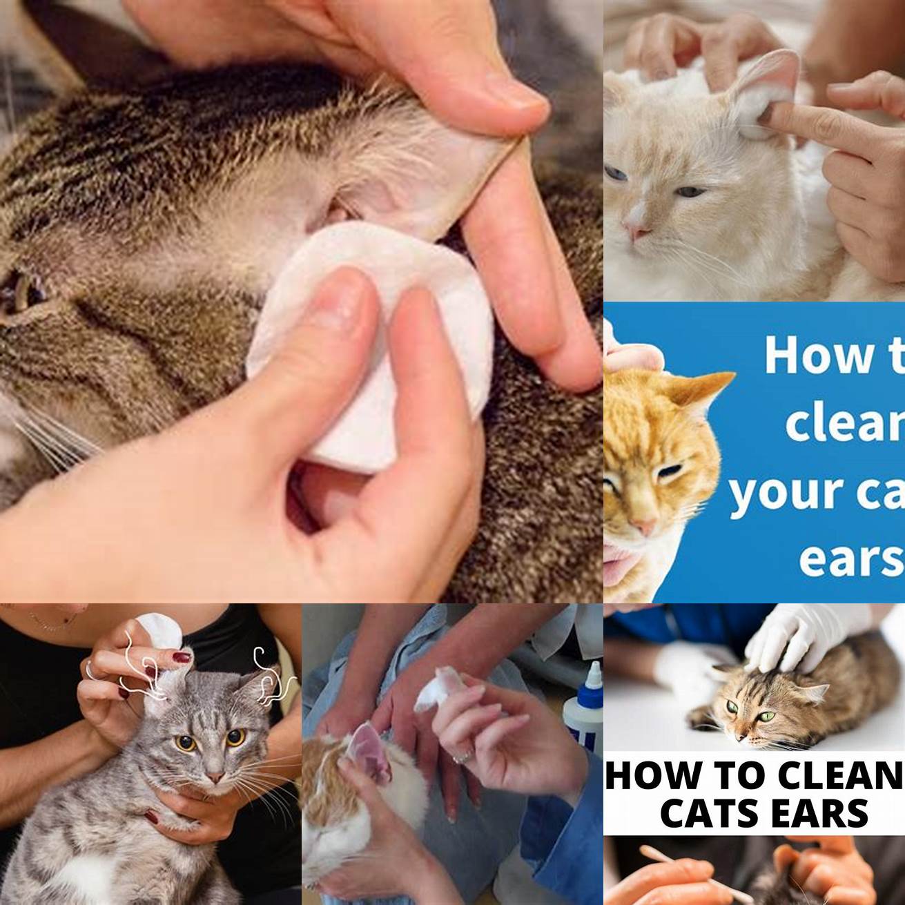 Keep your cats ears clean and dry