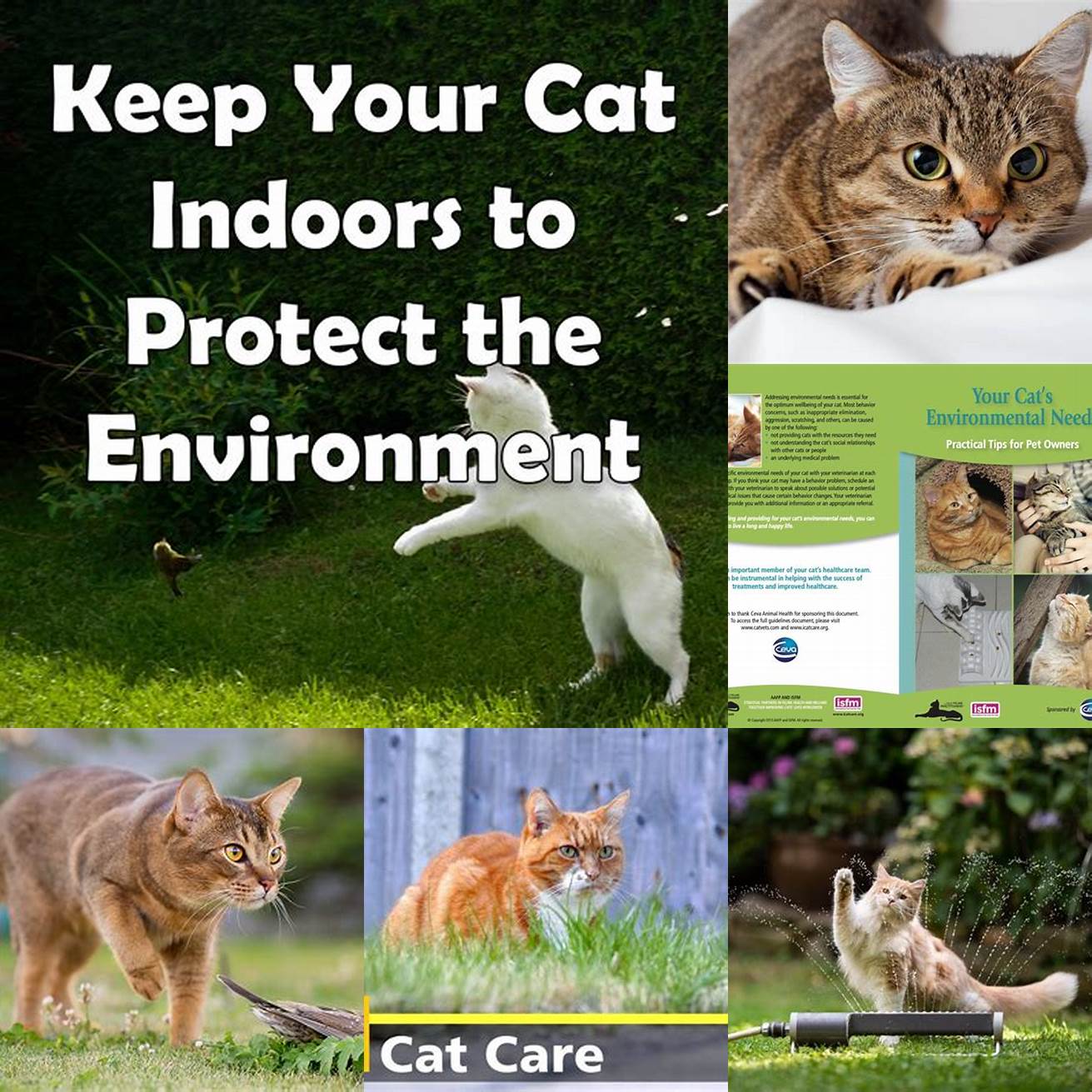 Keep your cats environment clean and free from potential hazards