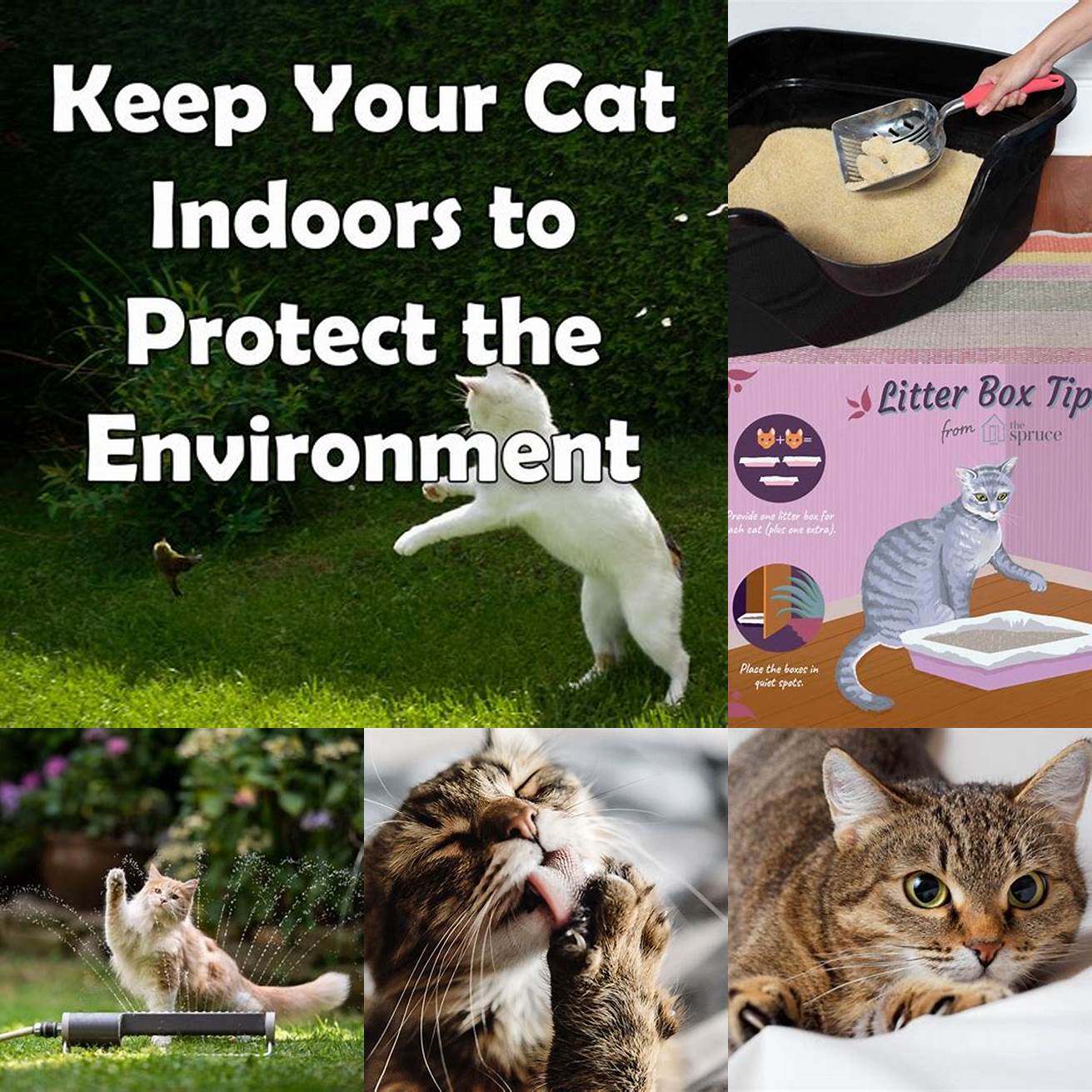 Keep your cats environment clean