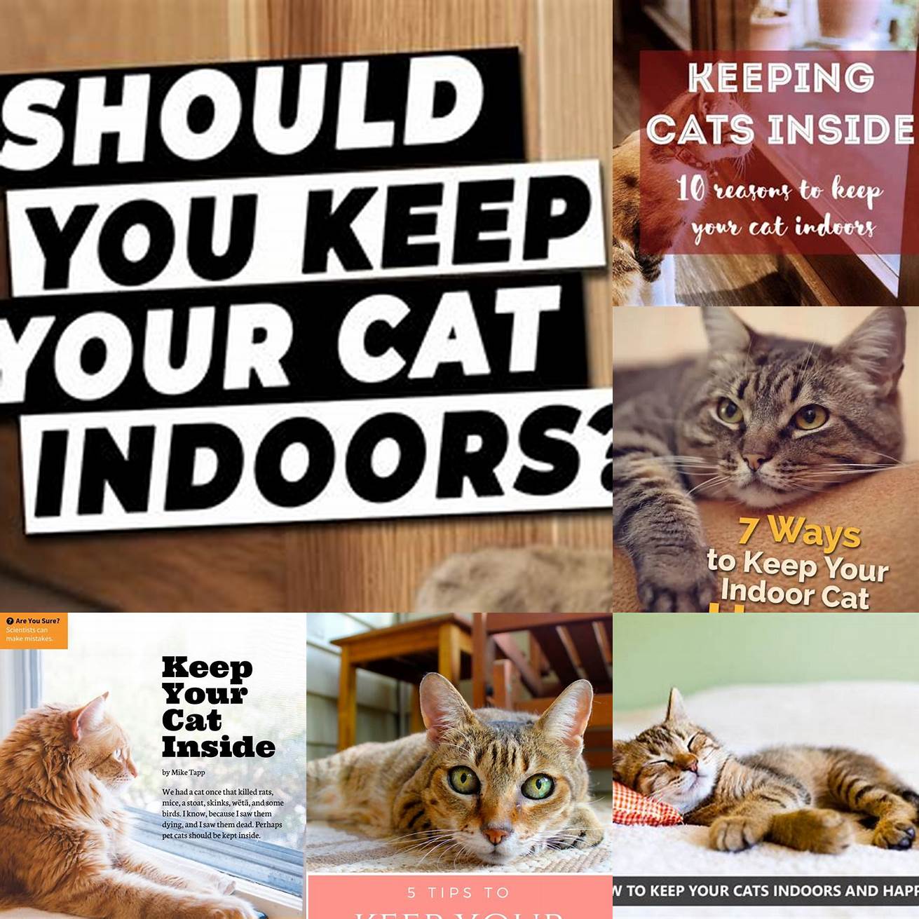 Keep your cats indoors