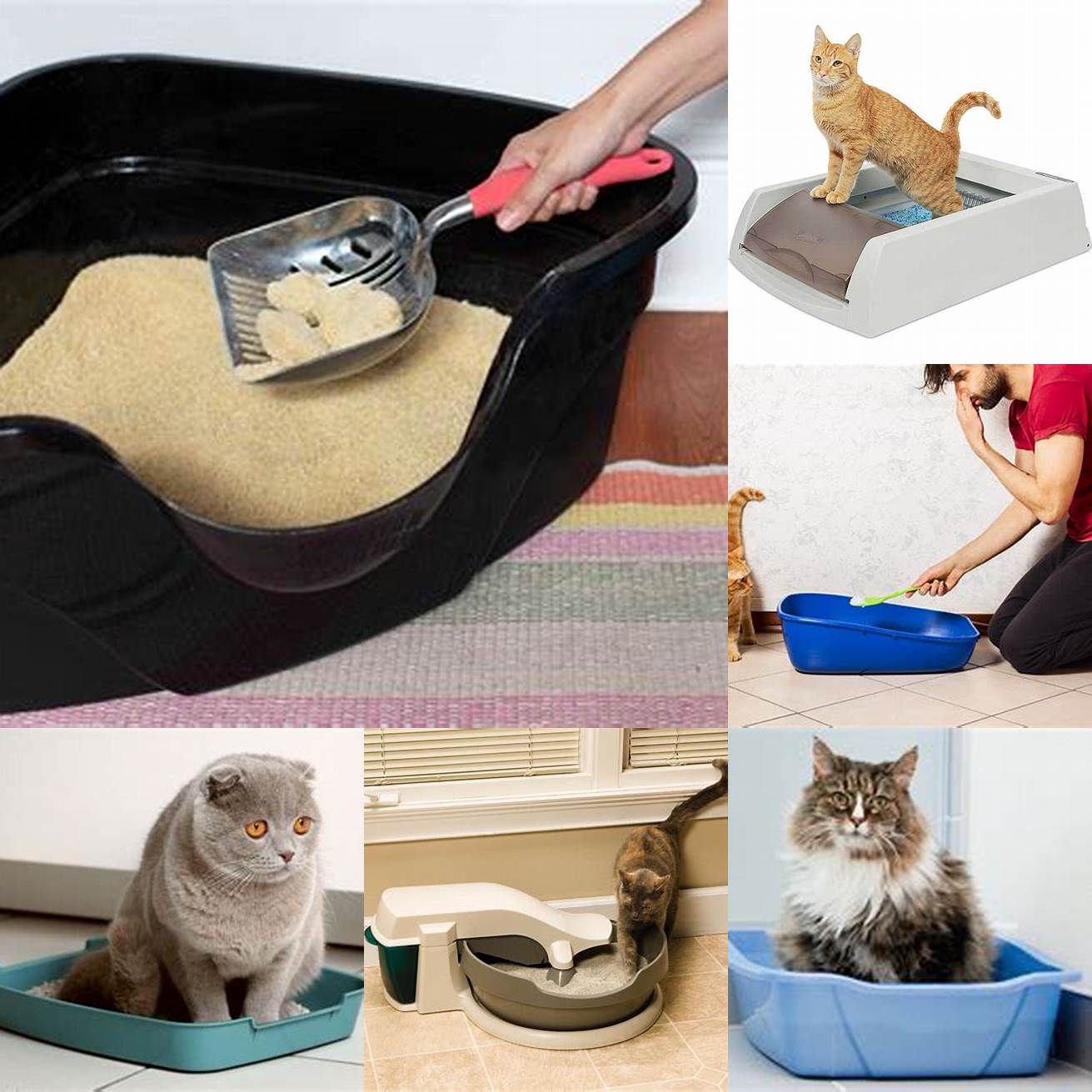 Keep your cats litter box clean and disinfected