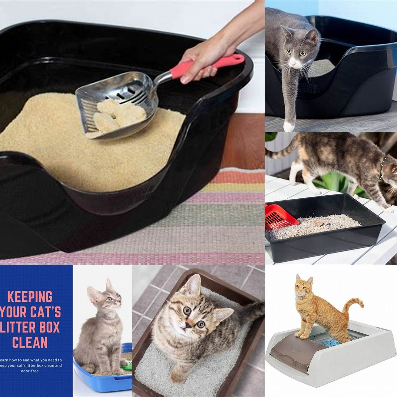 Keep your cats litter box clean