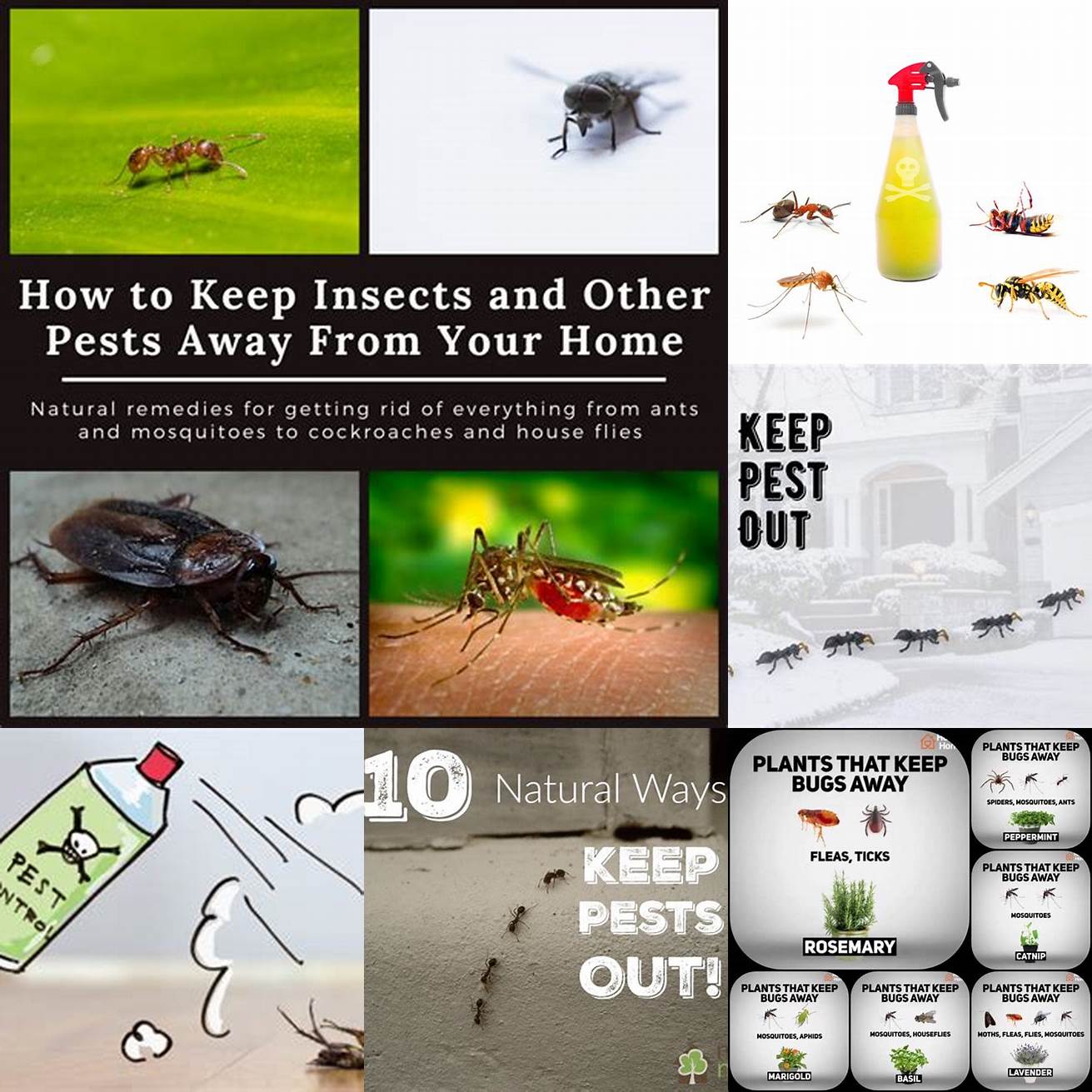 Keeping pests away