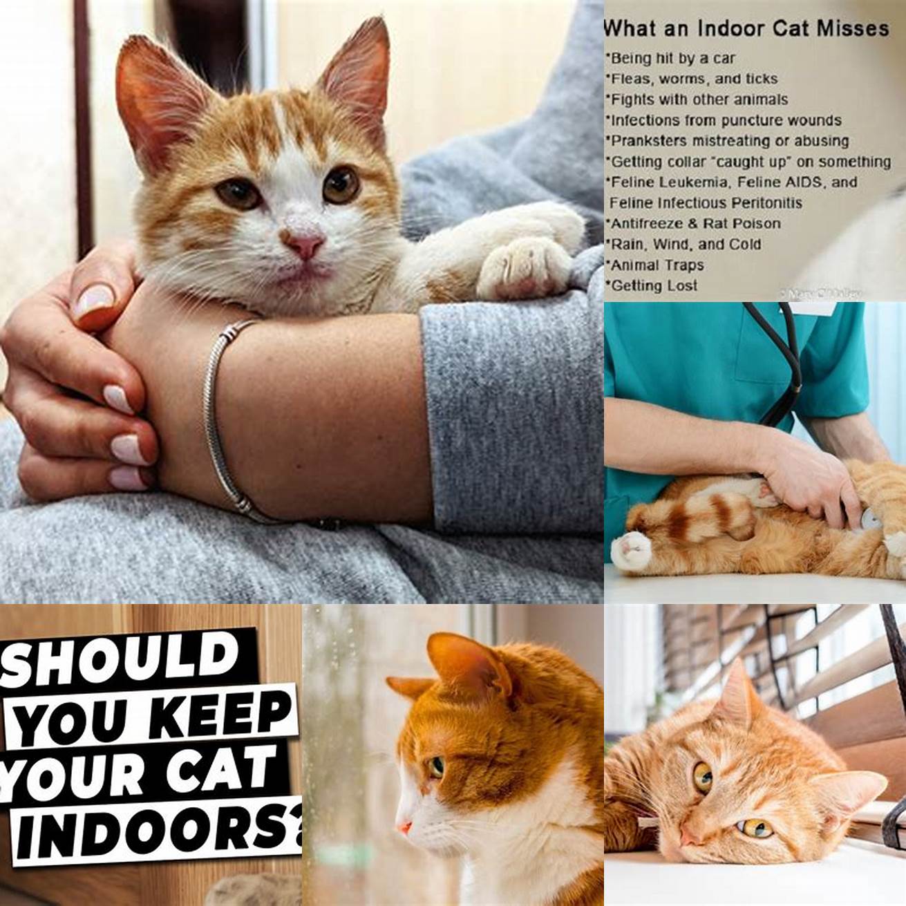 Keeping your cat indoors can reduce the risk of infection