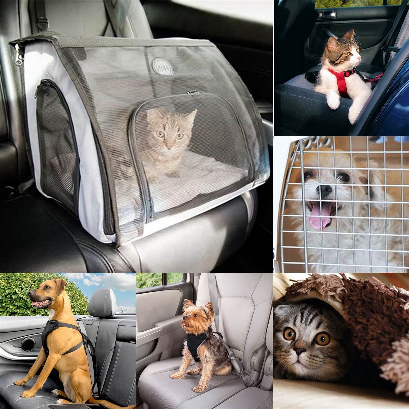Keeps your cat safe and secure during car rides