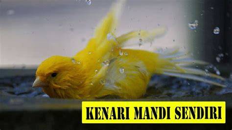 Kenari Mandi