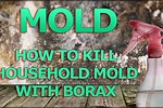 Kill Mold
