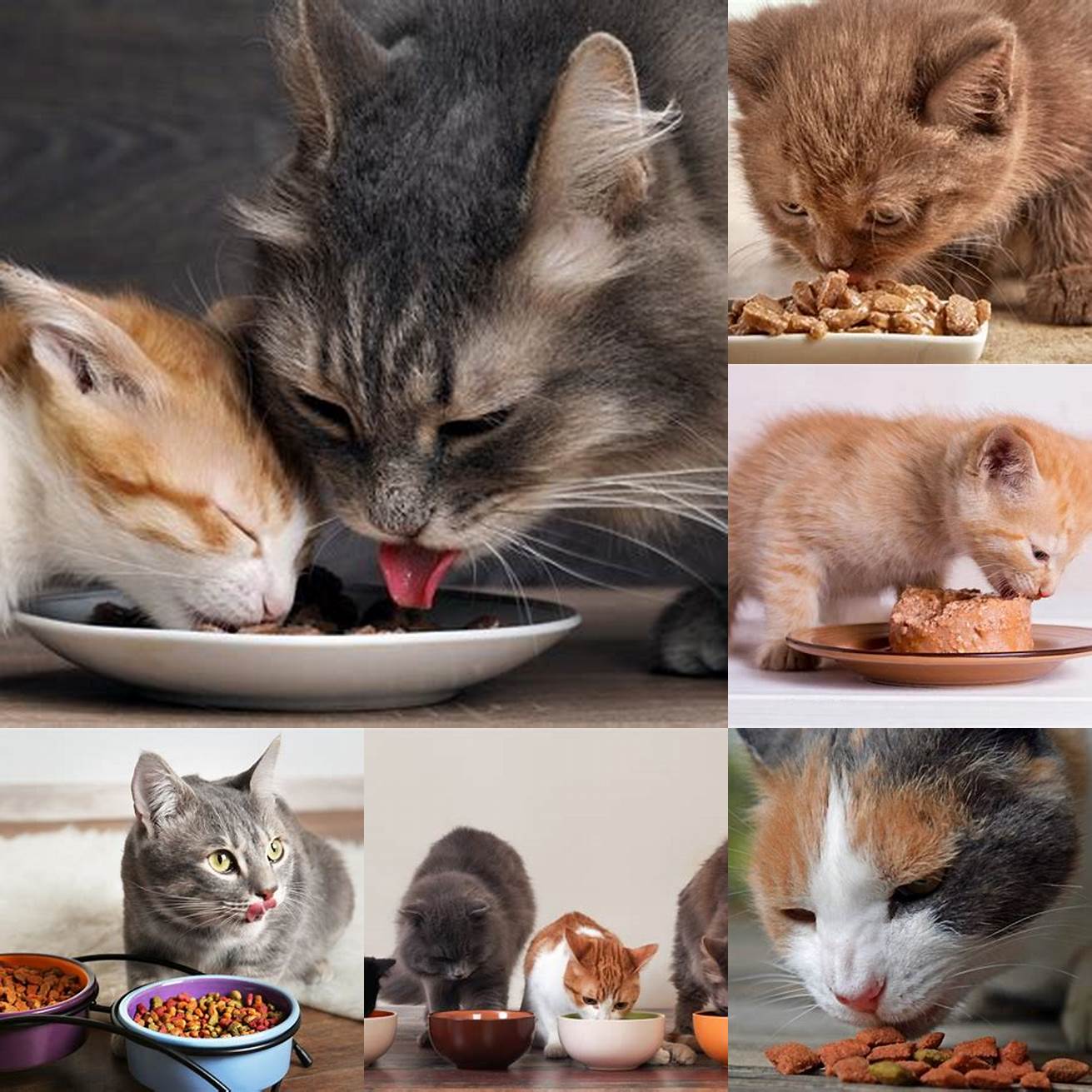 Kitten eating adult cat food