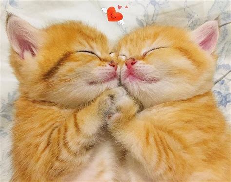 Kitten Love Cute