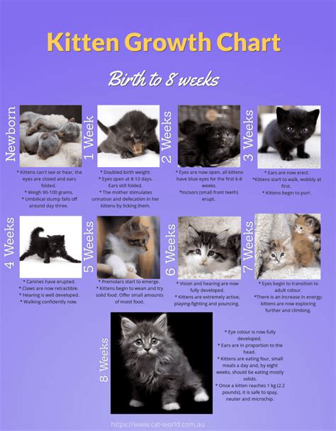 Kitten Size Chart By Month