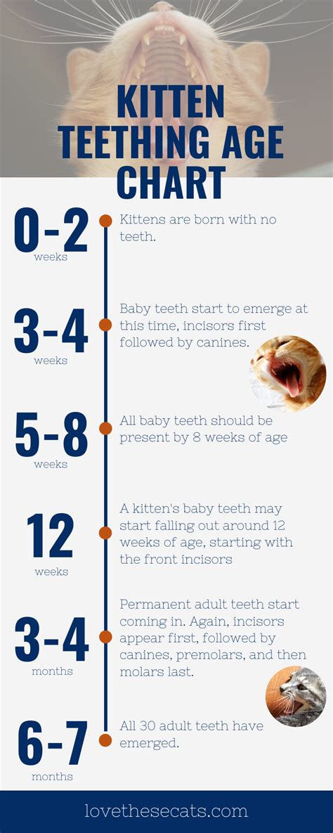 Kitten Teeth Age Chart