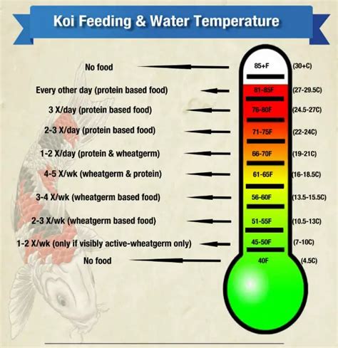 Koi Feeding Temperature Chart