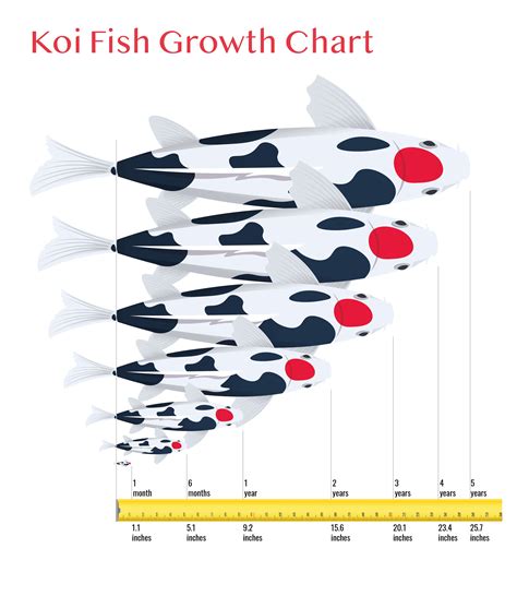 Koi Growth Chart
