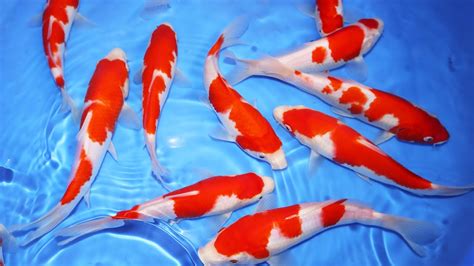 Koi Fish Selection