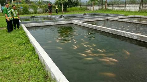 Kolam ikan tanah di indonesia