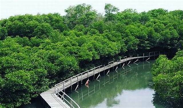 Kota Tinggi Mangrove Walk