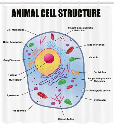 Diagram Animal Cell