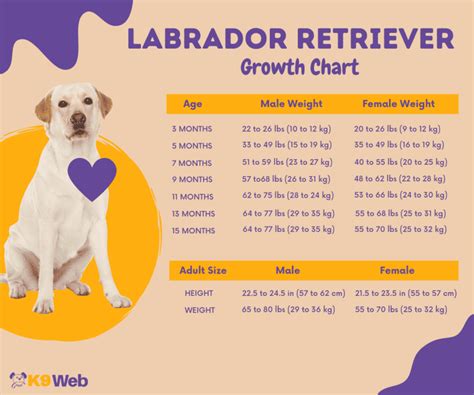 Labrador Weight Chart