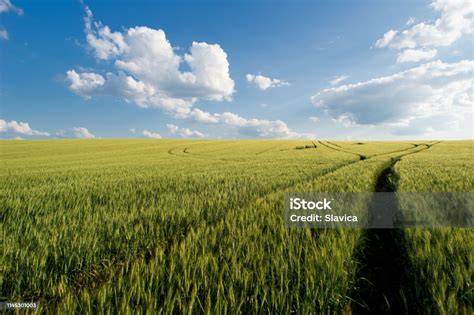 Ladang Gandum