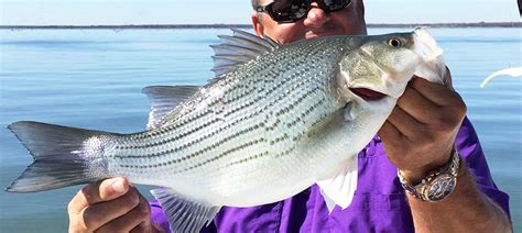 Lake Norman Striped Bass Fishing