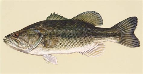 Largemouth Bass (Micropterus salmoides) in Clarks Hill Lake