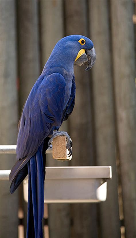 Macaw Pet