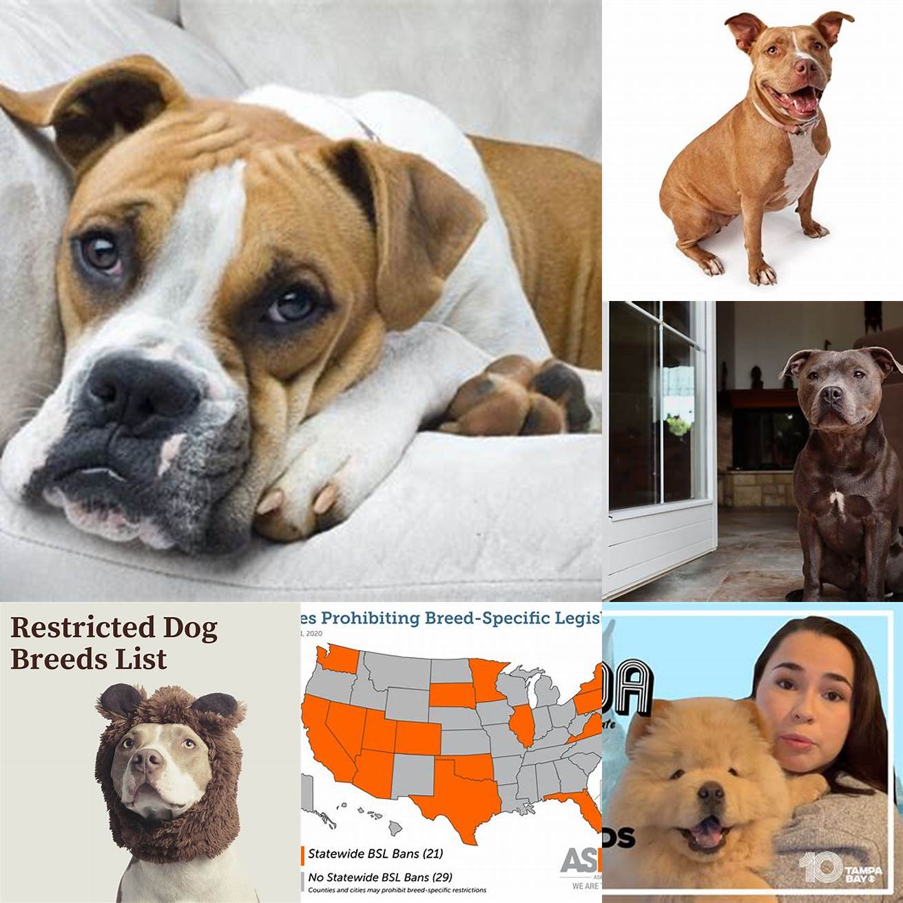 Legal Issues In some areas certain breeds are restricted or require a license