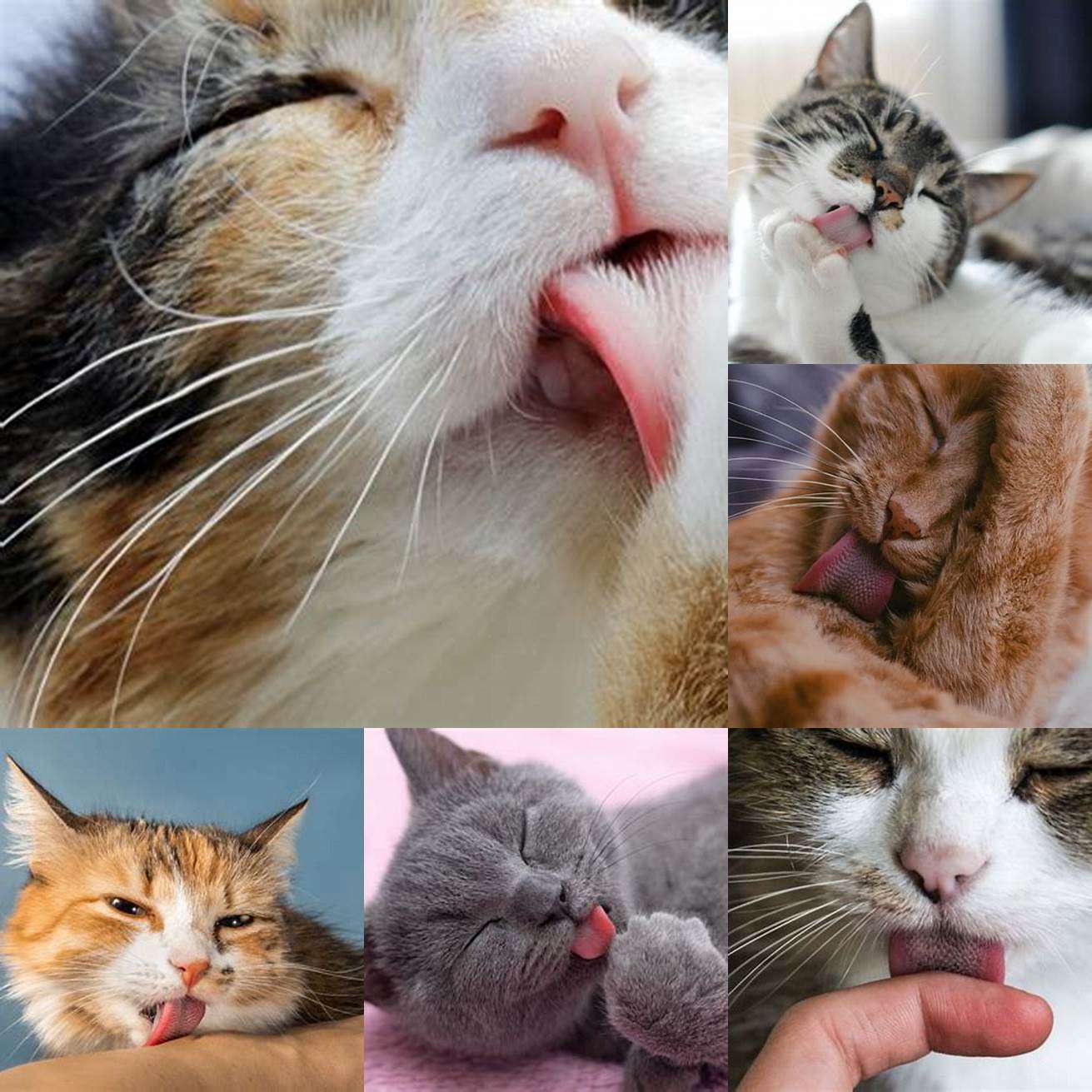 Licking Cats are fastidious groomers and may develop black spots on their tongue from licking and grooming themselves excessively