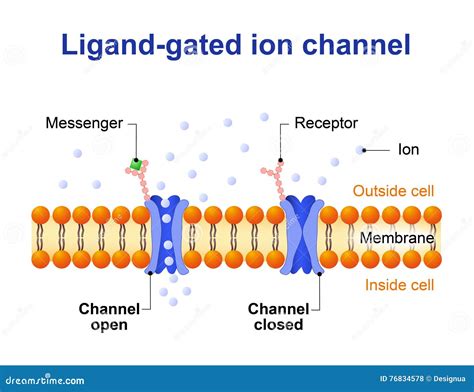 Ligand-Gated Ion Channel