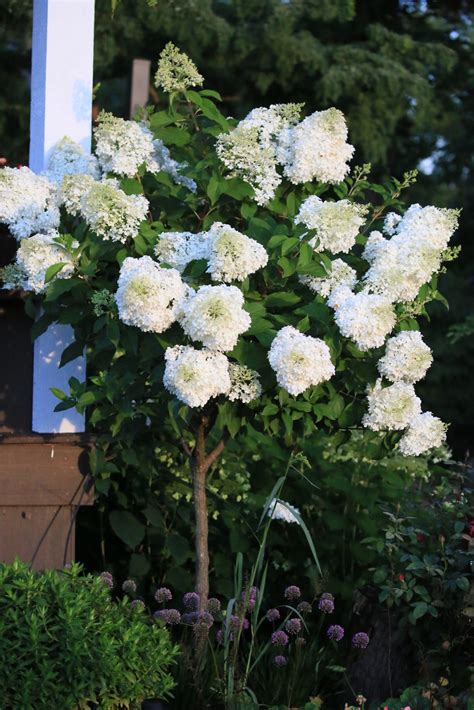 Limelight hydrangea container planting