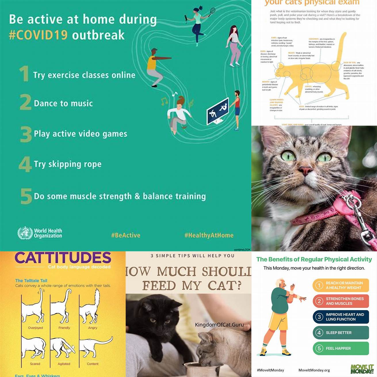 Limit Physical Activity During the recovery period its important to limit your cats physical activity Avoid letting them jump or climb on things and discourage any rough play