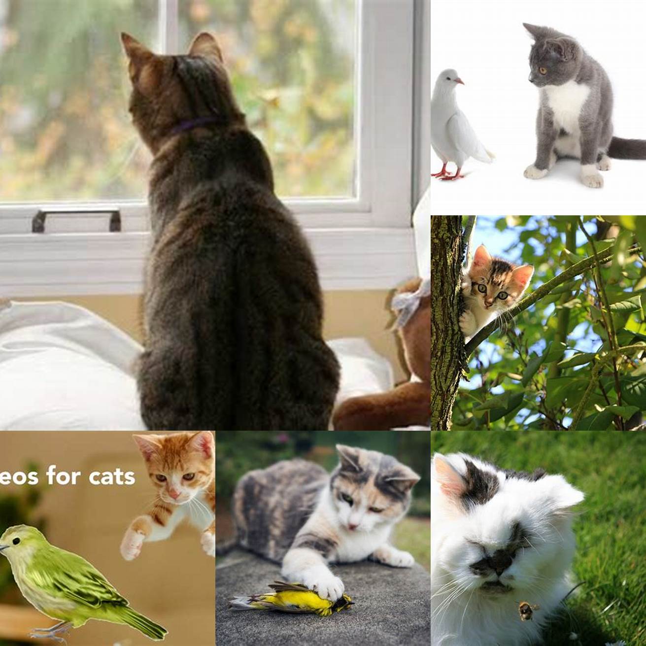 Limit your cats exposure to birds
