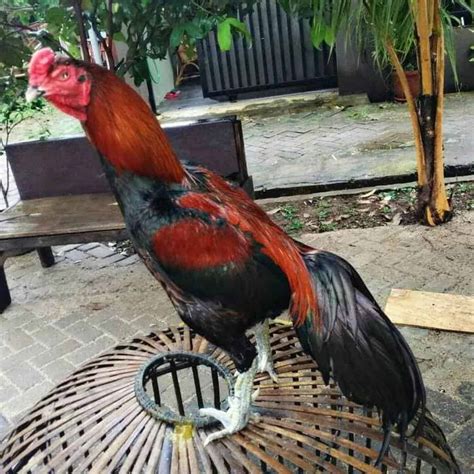 Lingkungan Ayam Bangkok