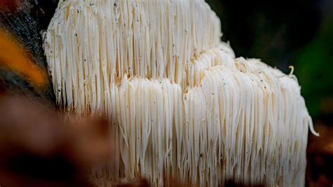 How to Grow Lion’s Mane Mushrooms