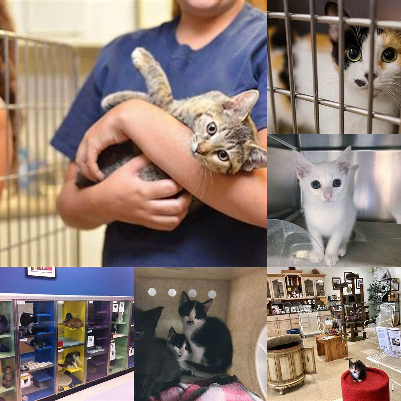 Little Shelter Animal Rescue Adoption Center