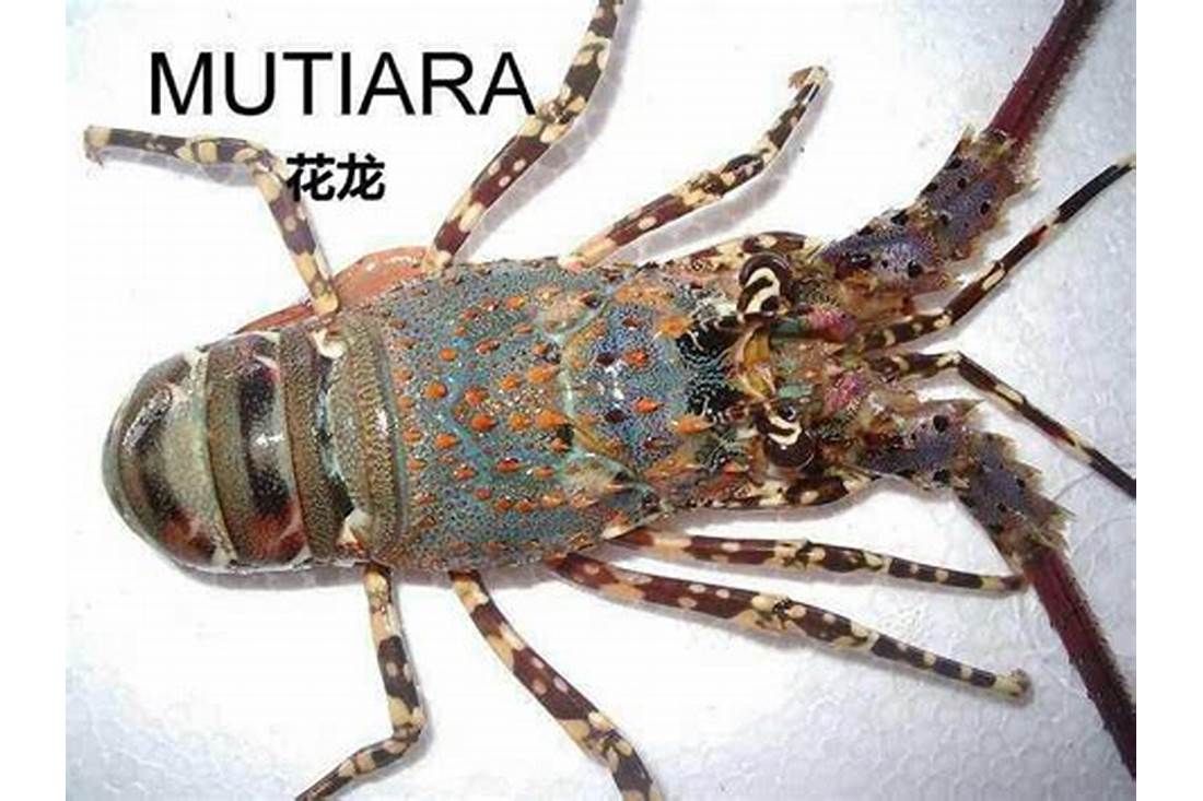 Lobster Mutiara