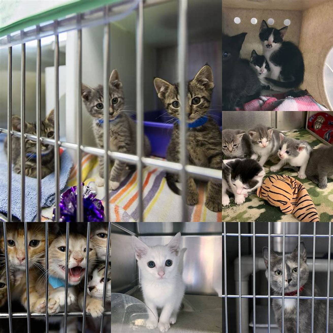 Local Animal Shelters