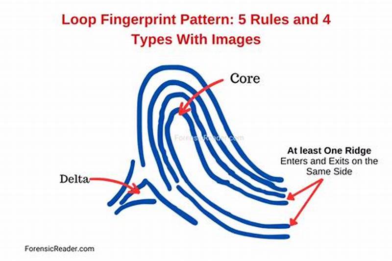 Loop Fingerprint Pattern