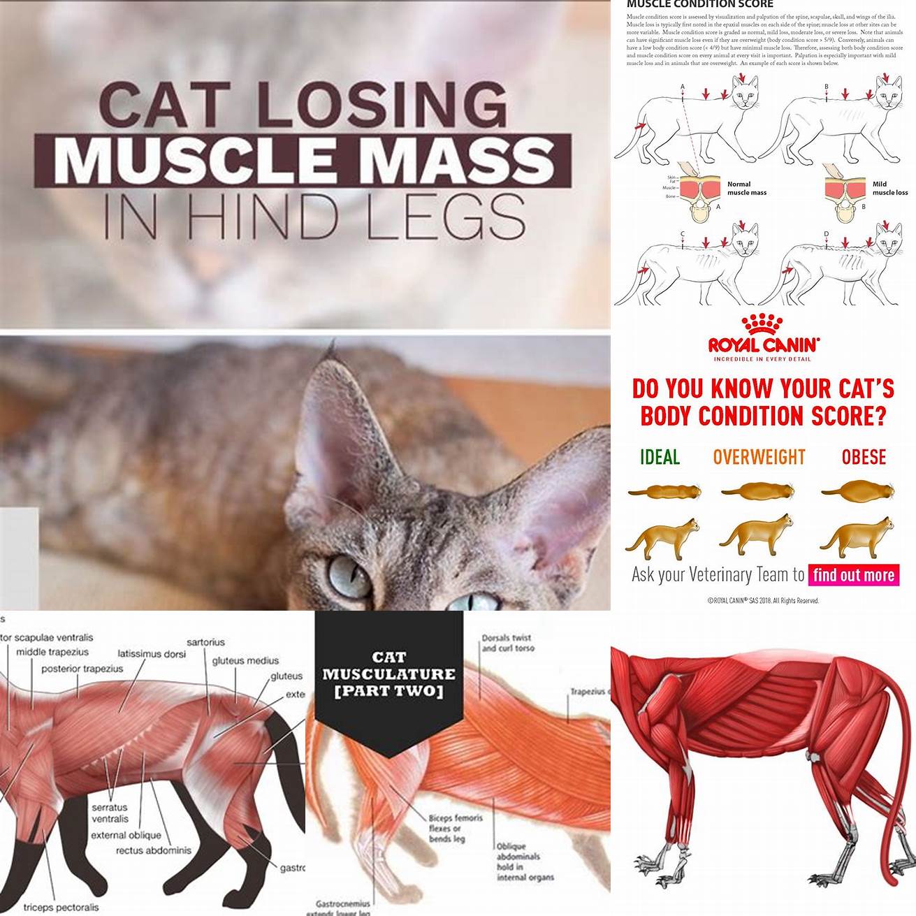 Loss of muscle tone