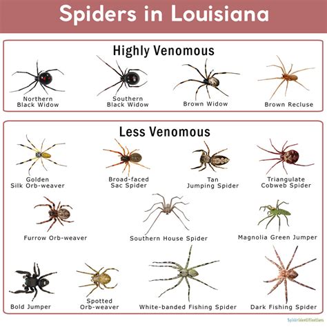 Louisiana Spider Identification Chart