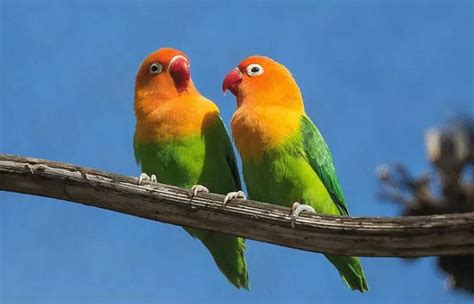 Lovebird Galak