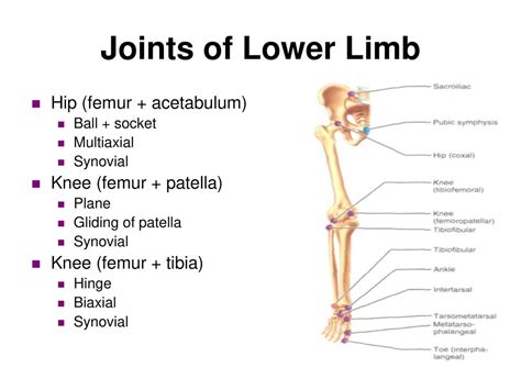 Limb Joints
