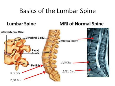 Spine Anatomy Diagram