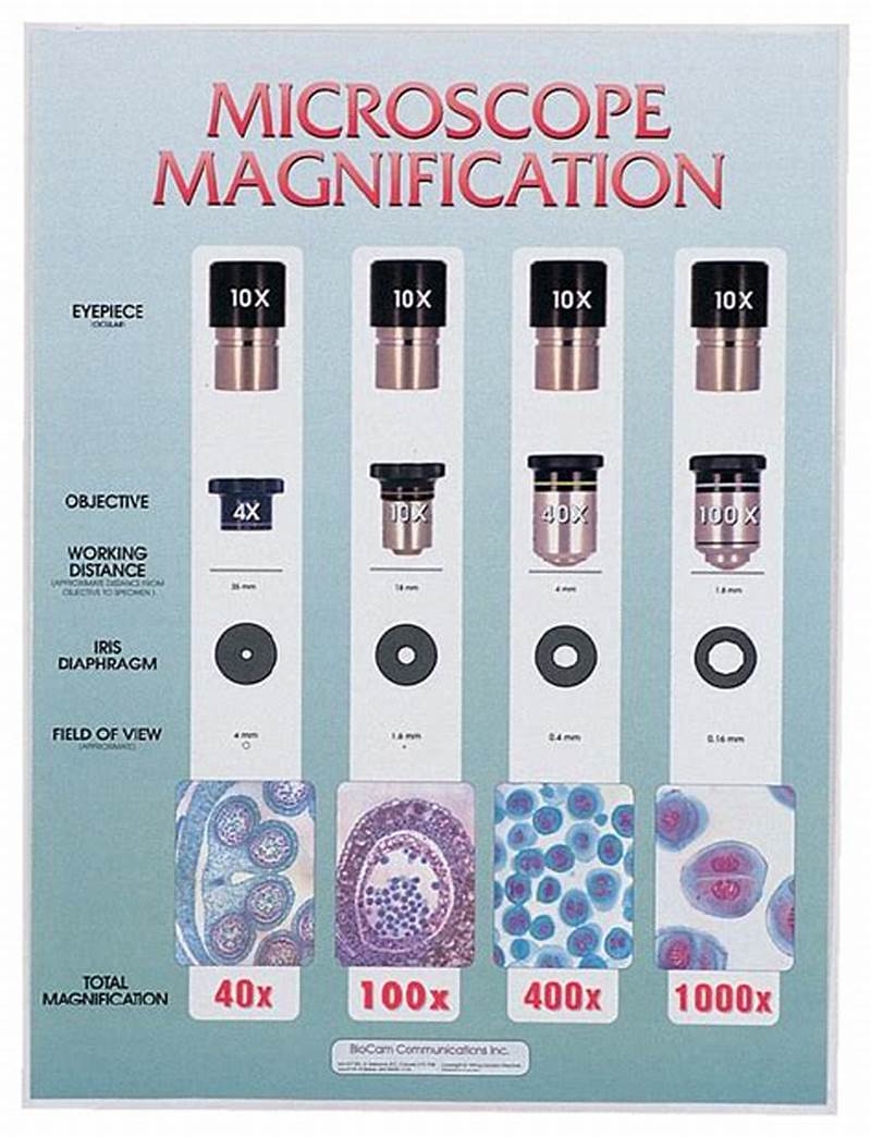 Magnification Chart For Microscope