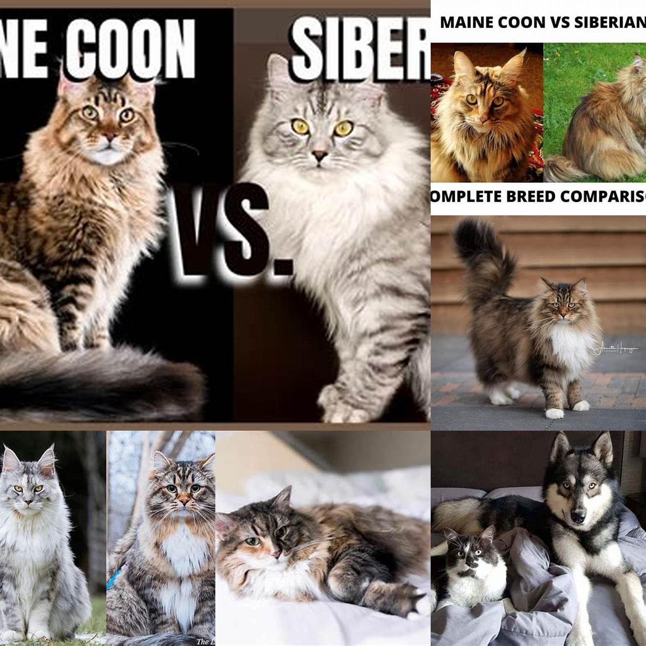 Maine Coon cat and Siberian Husky cross breed