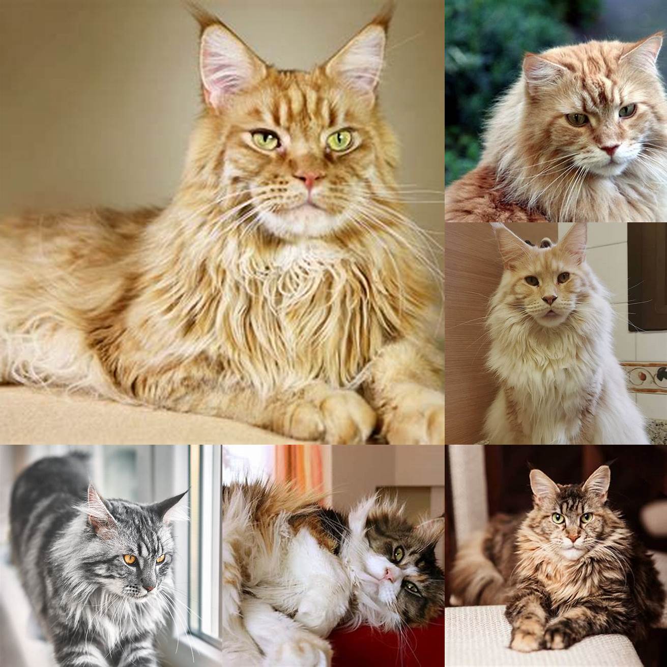 Maine Coon cats are known for their friendly and laid-back personalities