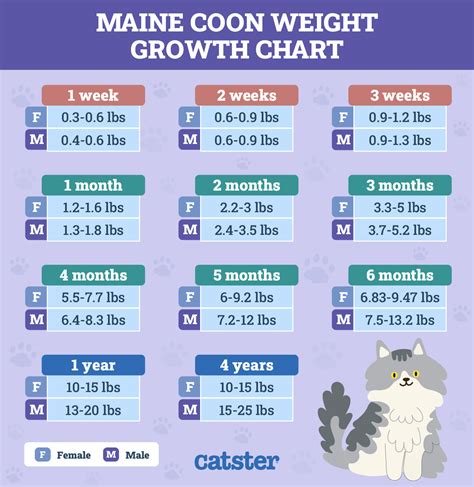 Maine Coon Cat Weight Chart