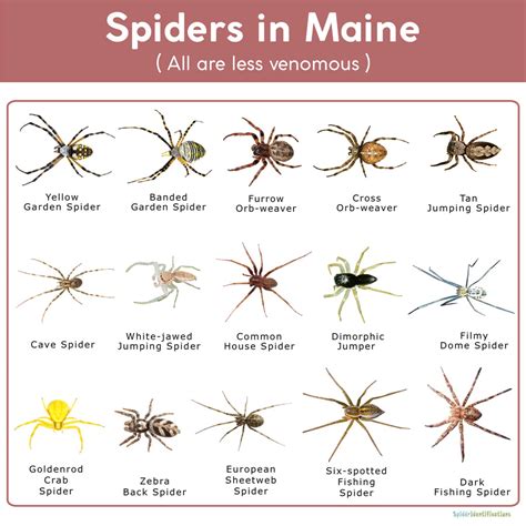 Maine Spider Identification Chart