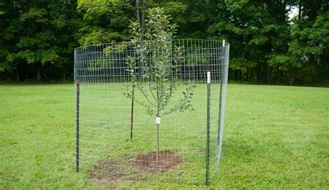 Maintain Your Tree Fence