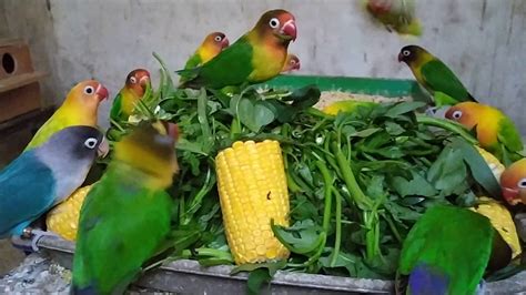 Makanan Lovebird